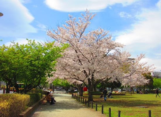 japan/sagami/attraction/hashimoto-park
