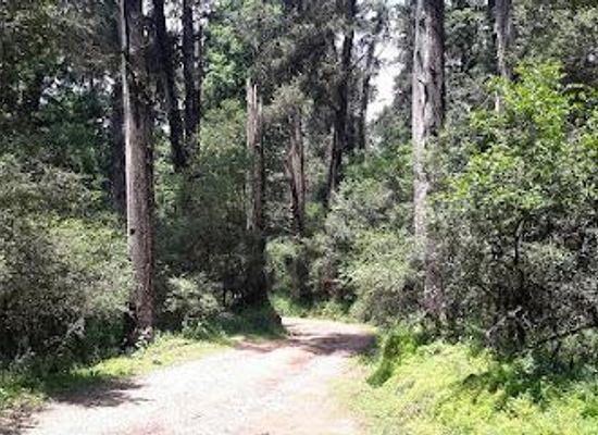 ethiopia/addis-ababa/attraction/suba-menagesha-park
