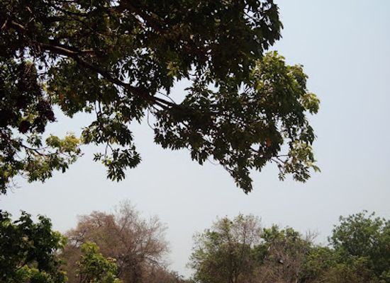 zambia/south-luangwa-national-park/attraction/mushilashi-bridge