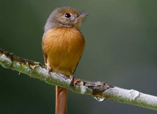 belize/orange-walk-district/attraction/belize-birding-expeditions