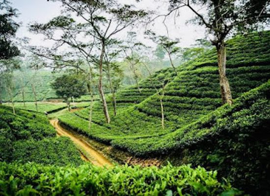 bangladesh/sylhet/attraction/lakkatura-tea-garden