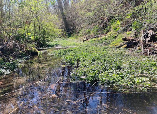rhode-island/washington-county/attraction/mill-pond-preserve