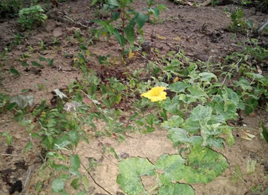 thailand/trat/attraction/secret-garden