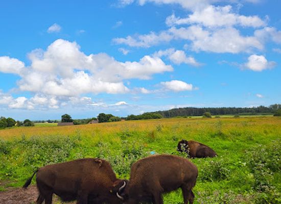 estonia/laane-virumaa/attraction/wild-bison-saloon-llc