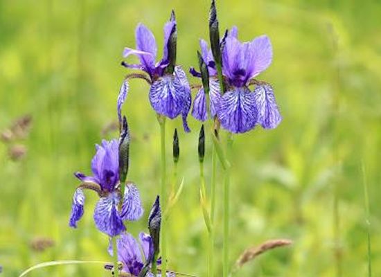 austria/vorarlberg/attraction/eriskircher-ried