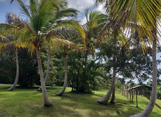barbados/welchman-hall-gully/attraction/grenade-hall-forest-signal-station