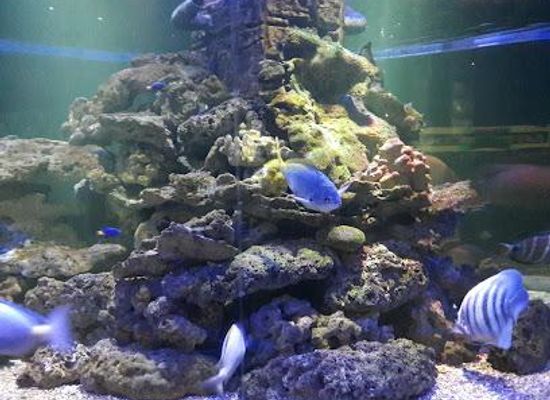 malaysia/kuala-lumpur/attraction/blue-coral-aquarium-kl-tower