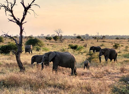 south-africa/lowveld/attraction/kruger-national-park
