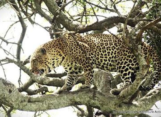 kenya/diani-beach/attraction/costo-tours-and-adventure-activities