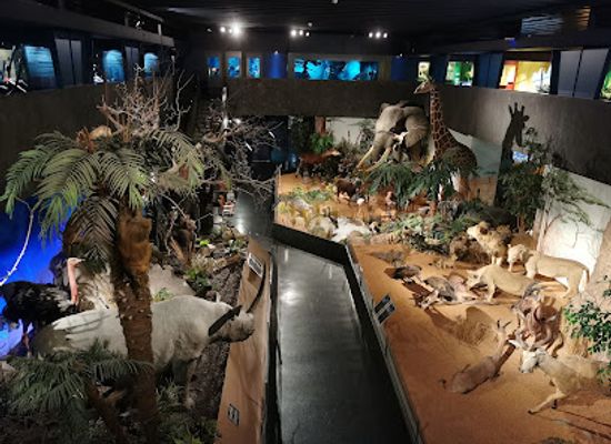switzerland/geneva/attraction/museum-d-histoire-naturelle