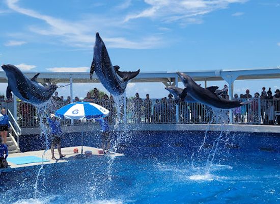 mexico/southeastern-mexico/attraction/gulfarium-marine-adventure-park