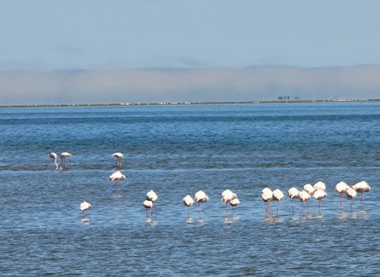 namibia/namib-naukluft-national-park/attraction/waterfront