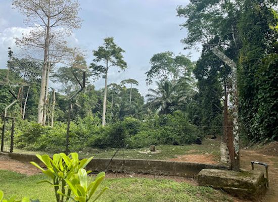 cameroon/mamfe/attraction/parc-de-la-mefou-ape-action-africa