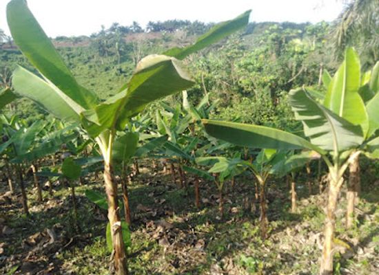 cameroon/littoral/attraction/ets-nkouei-fils