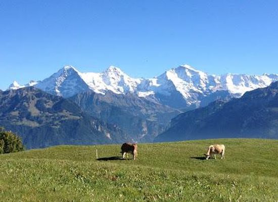 switzerland/interlaken/attraction/pure-switzerland-tours-guiding