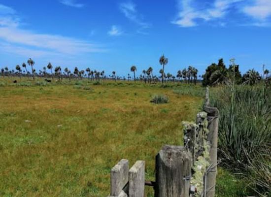 uruguay/rocha/attraction/palmares-de-rocha