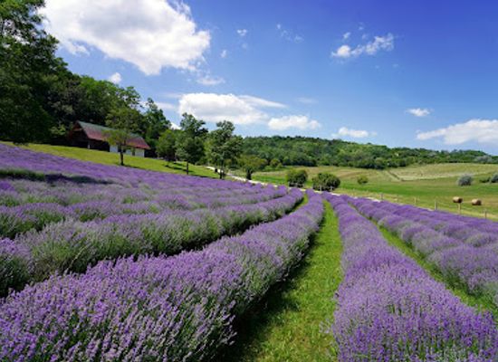 hungary/transdanubia/attraction/lavender-koroshegyi