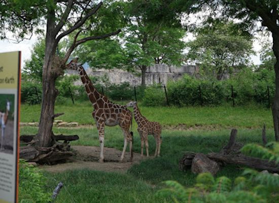 indiana/morgan-monroe-state-forest/attraction/indianapolis-zoo
