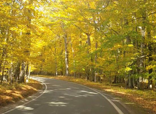 michigan/harbor-springs/attraction/tunnel-of-trees