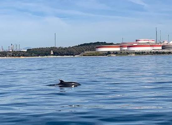 gibraltar/north-front/attraction/dolphin-adventure