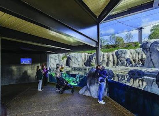 illinois/bolingbrook/attraction/robert-and-mayari-pritzker-penguin-cove