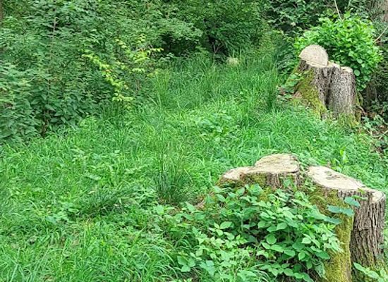 austria/gurktal/attraction/wirtnigteich