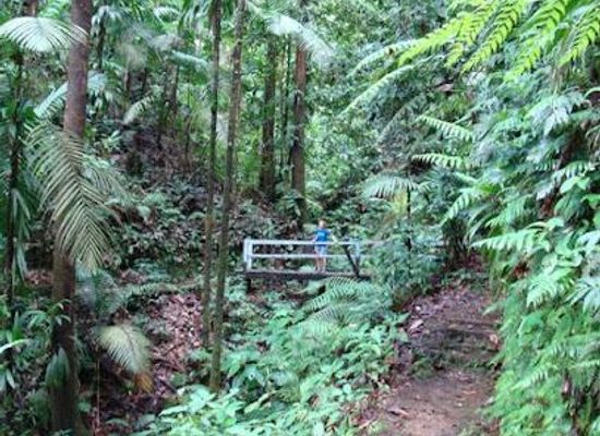 saint-lucia/micoud-quarter/attraction/des-cartier-trail