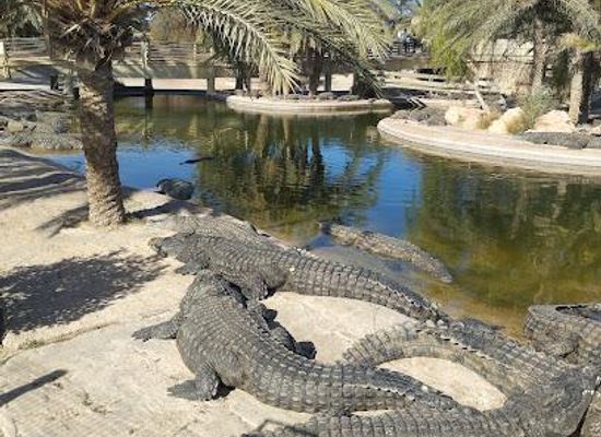 tunisia/djerba/attraction/djerba-crocodile-farm