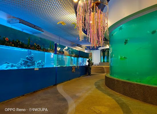 malaysia/kota-kinabalu/attraction/aquarium-marine-museum-universiti-malaysia-sabah-kota-kinabalu-sabah