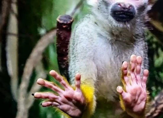 united-kingdom/london/attraction/get-to-know-animals-cic