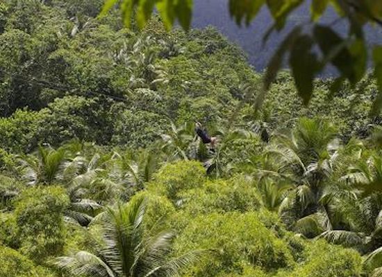 saint-lucia/micoud/attraction/treetop-adventure-park