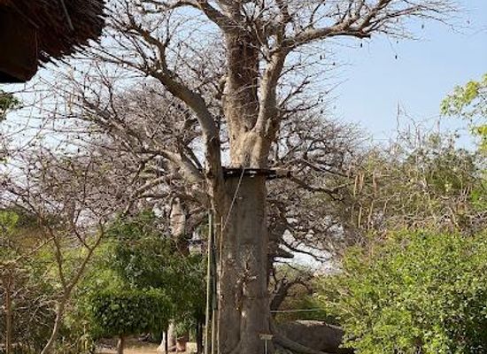 senegal/mbour/attraction/accrobaobab-adventure