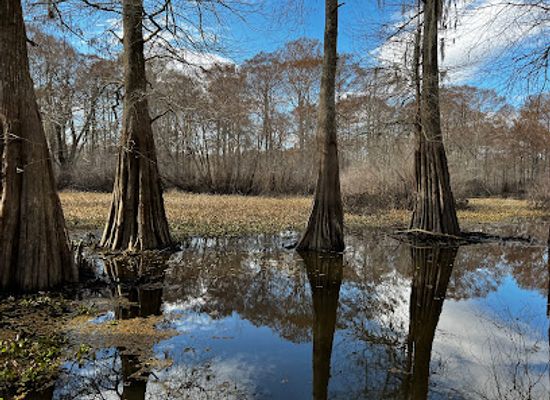 louisiana/atchafalaya-basin/attraction/atchafalaya-basin-landing-airboat-swamp-tours