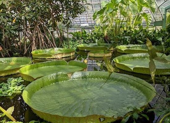 switzerland/basel/attraction/university-of-basel-botanical-garden