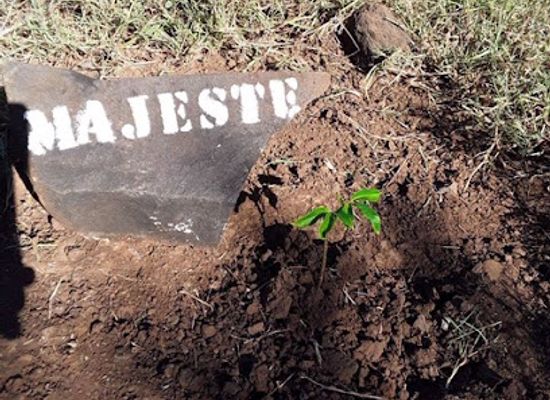 madagascar/antsiranana/attraction/baobab-mores