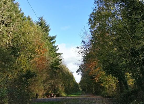 ireland/county-kildare/attraction/killinthomas-wood
