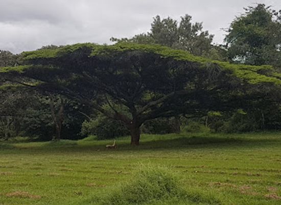 zimbabwe/mashonaland-east/attraction/harare-botanical-gardens