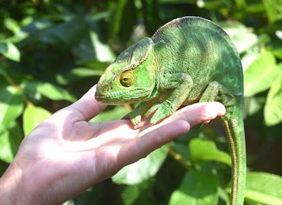 madagascar/ihorombe/attraction/reserve-peyrieras-madagascar-exotic