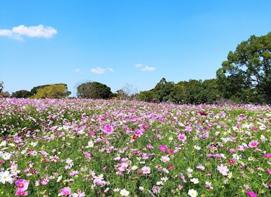 japan/kyushu/attraction/kumamoto-city-zoo-and-botanical-garden
