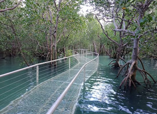 australia/darwin/attraction/mangrove-boardwalk