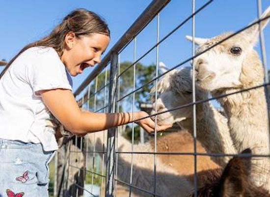 australia/brisbane/attraction/trevena-glen-farm