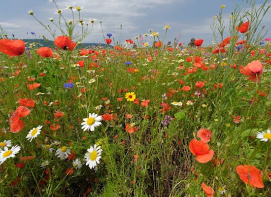 germany/hesse/attraction/meissner-kaufunger-wald-nature-park