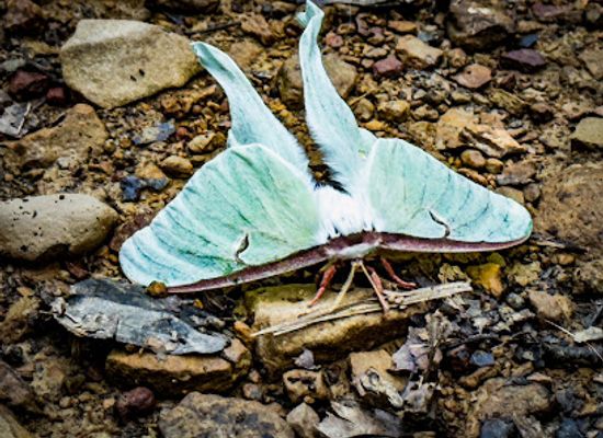 indiana/yellowwood-state-forest/attraction/trail-10