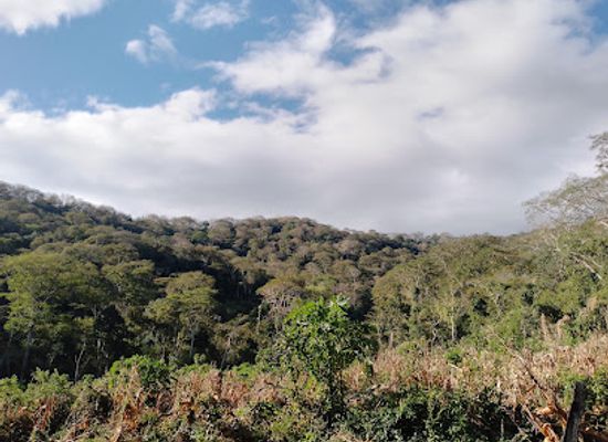 bolivia/madidi-national-park/attraction/siphia