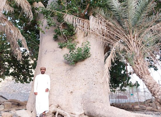 oman/ad-dhahirah-governorate/attraction/large-baobab-tree