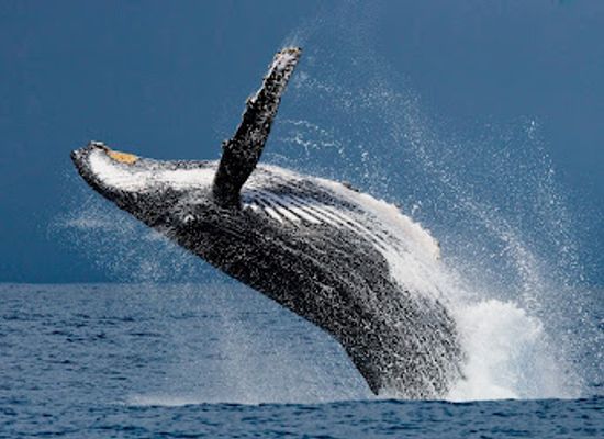 south-africa/elephant-coast/attraction/advantage-tours-st-lucia-south-africa