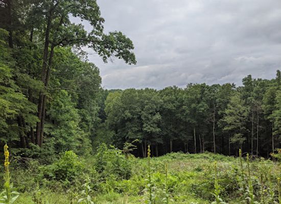 indiana/yellowwood-state-forest/attraction/hitz-rhodehamel-nature-preserve