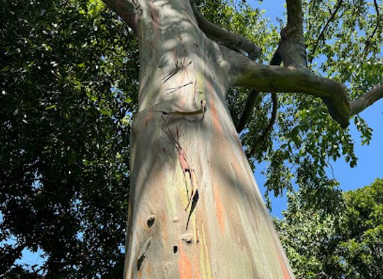 grenada/saint-andrew/attraction/rainbow-tree