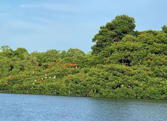 trinidad-and-tobago/penal-debe/attraction/caroni-bird-sanctuary