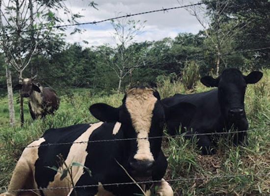 panama/veraguas/attraction/finca-el-jagua